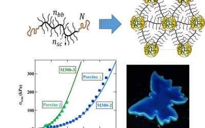 Comment programmer le comportement mécanique et la coloration à partir de la structure moléculaire des polymères ?