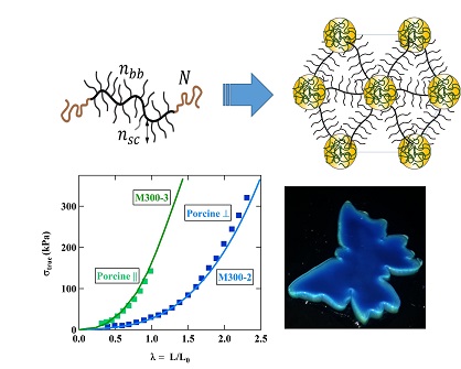 Comment programmer le comportement mécanique et la coloration à partir de la structure moléculaire des polymères ?