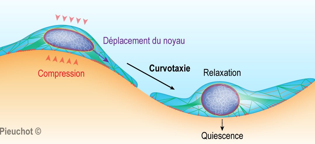 La curvotaxie – ou comment la courbure du substrat influence la migration des cellules