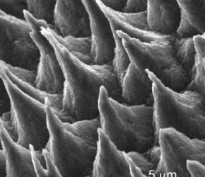 A la découverte des micropyramides de carbone