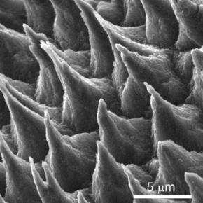 A la découverte des micropyramides de carbone