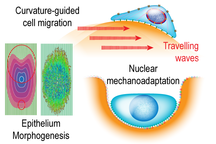 Biointerfaces 1