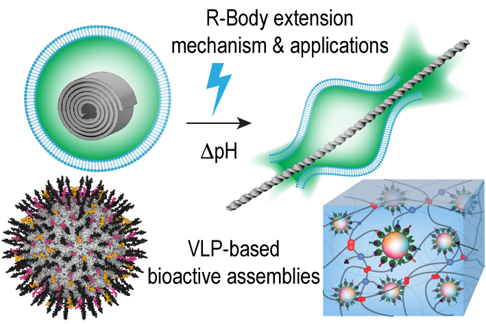 Biointerfaces 2