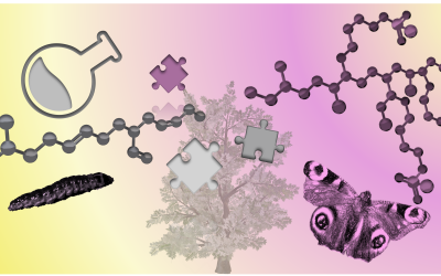 L’article de Janna Jeschke et al.  a été sélectionné comme quatrième de couverture pour Macromol Rapid Communication.